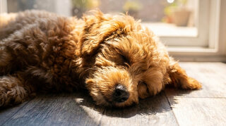 Zehnder_CSY_Overheating_Family_Dog Dog sleeping in cool house